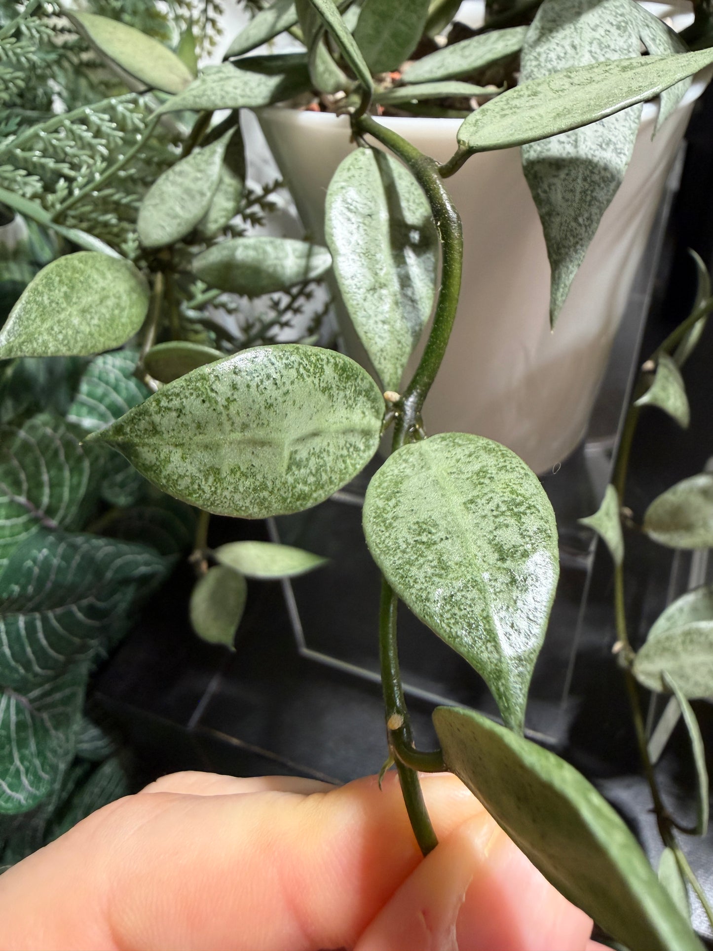 Hoya Lacunosa 'Louisa's Silver' – cutting, unrooted, 1-2 leaves, silvery leaf shine