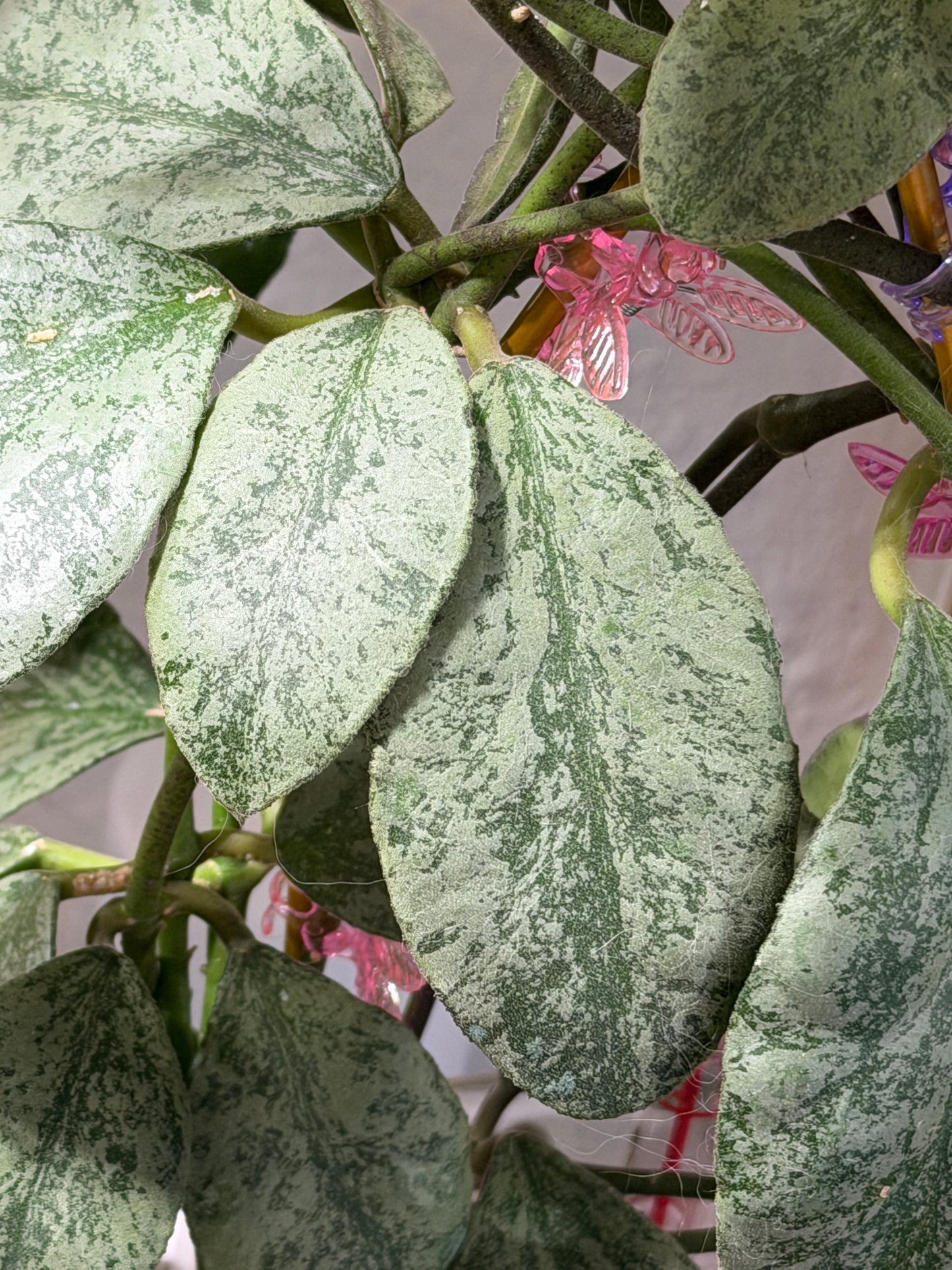 Hoya Waymaniae 'Cloudy Sky' – cutting, unrooted, 1-2 leaves