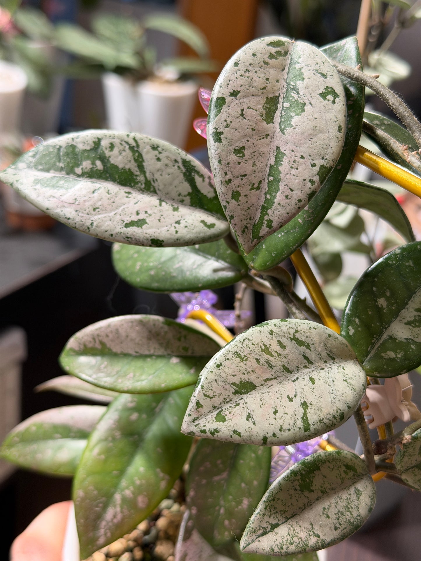 Hoya Carnosa 'Wilbur Graves' – cutting, unrooted, 1-2 leaves