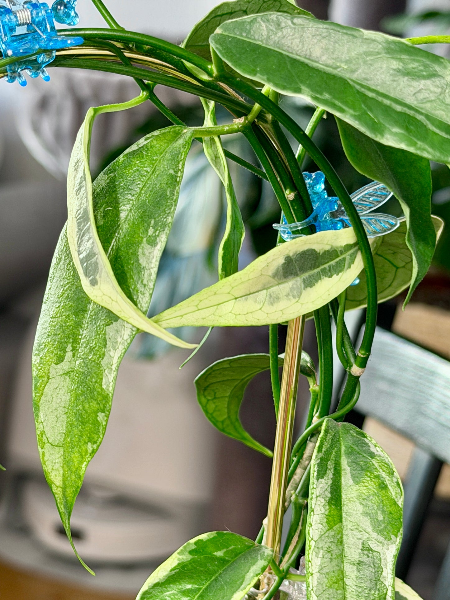 Hoya buotii albomarginata | cutting, unrooted, 1-2 leaves