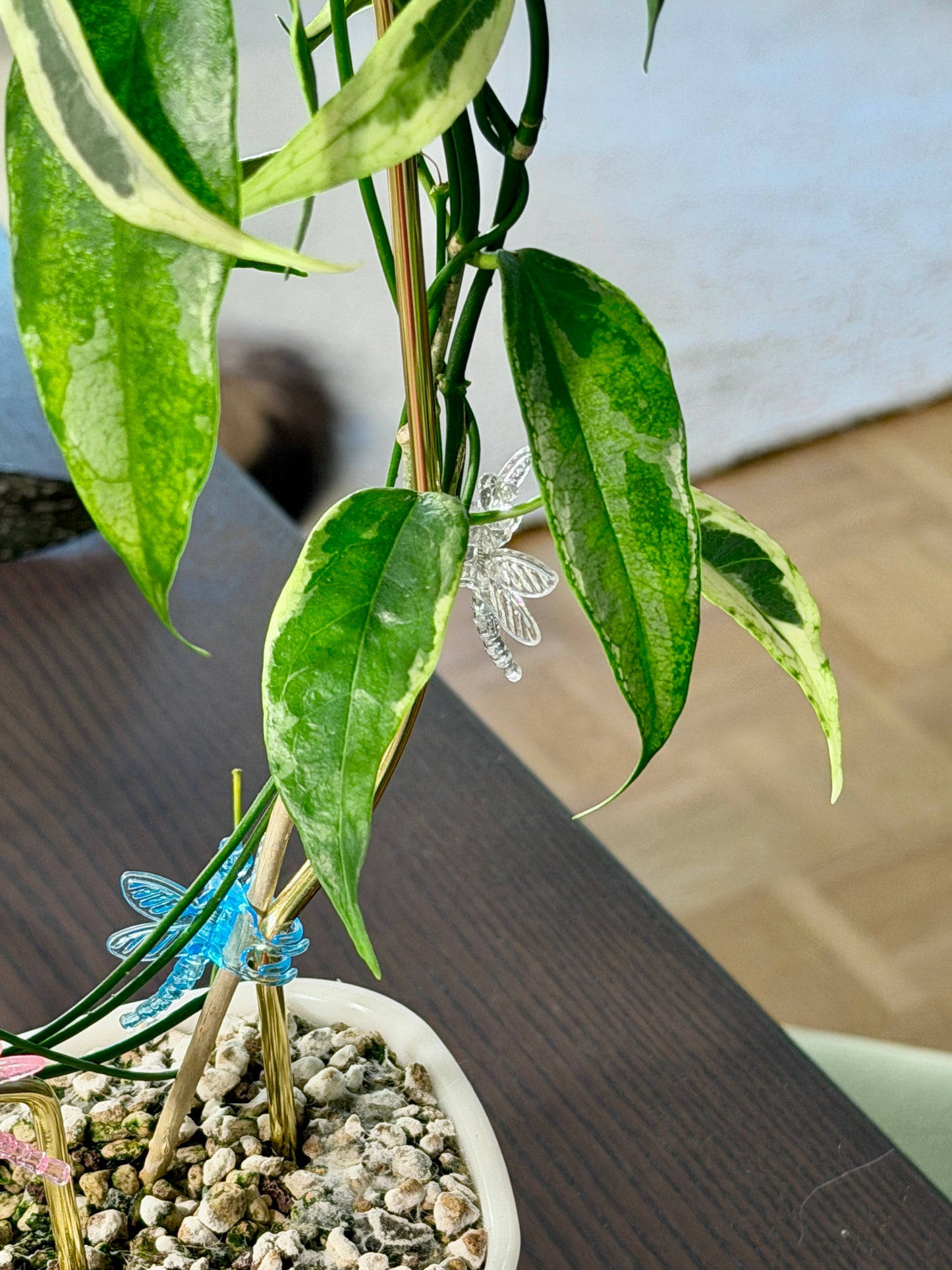 Hoya buotii albomarginata | cutting, unrooted, 1-2 leaves