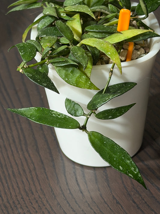 Hoya Lacunosa 'Langkawi Island' | Cutting, unrooted, 1-2 leaves