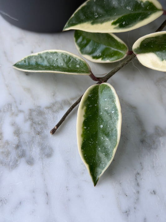 Hoya Carnosa Albomarginata ‚Krimson Queen‘ – Steckling, unbewurzelt, 1-2 Blätter