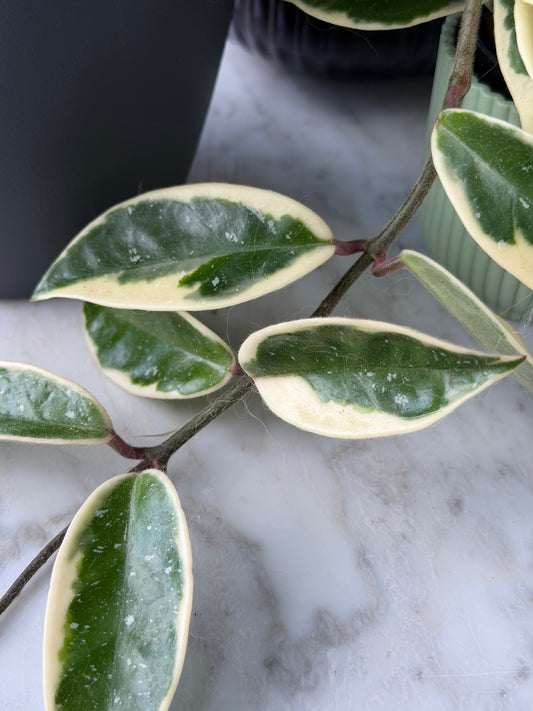 Hoya Carnosa Albomarginata ‚Krimson Queen‘ – Steckling, unbewurzelt, 1-2 Blätter