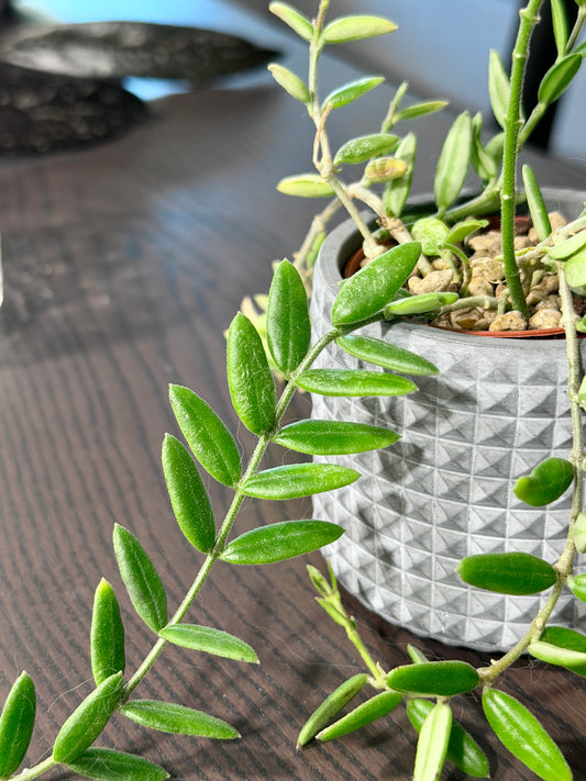 Hoya Engleriana Vietnam – Miniature Wonder | Cutting, unrooted, 4-6 leaves