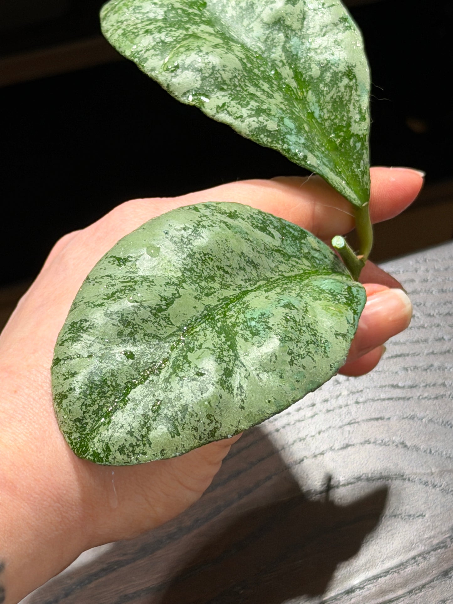 Hoya Waymaniae 'Cloudy Sky' – cutting, unrooted, 1-2 leaves