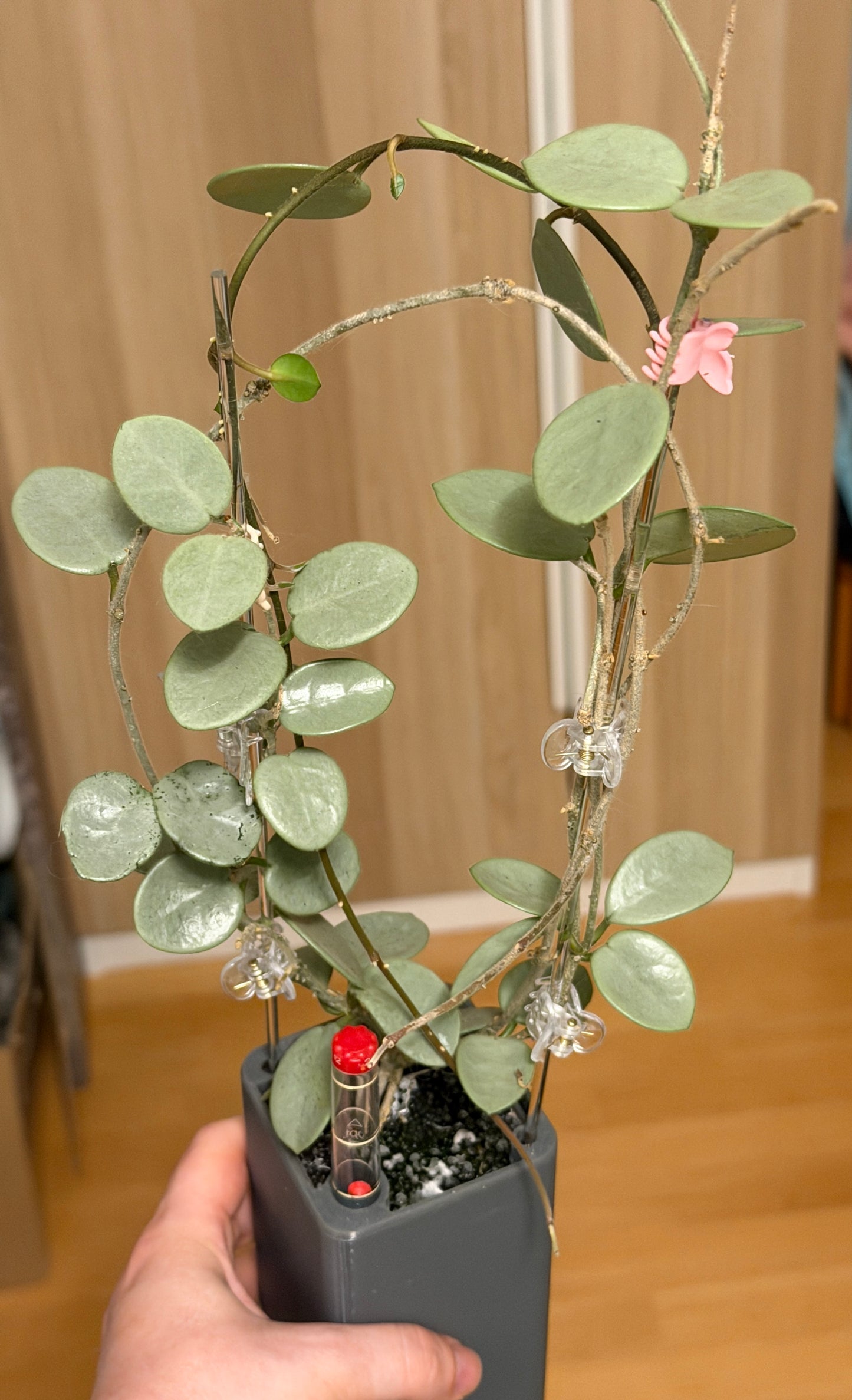 Hoya Mathilde 'Grey Fairy' | Rare cutting, unrooted, 1-2 leaves