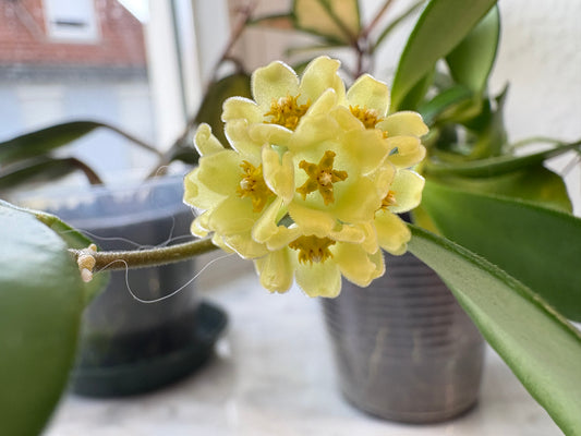 Hoya Davidcummingii Yellow Flowers – Cutting, unrooted, 1-2 leaves