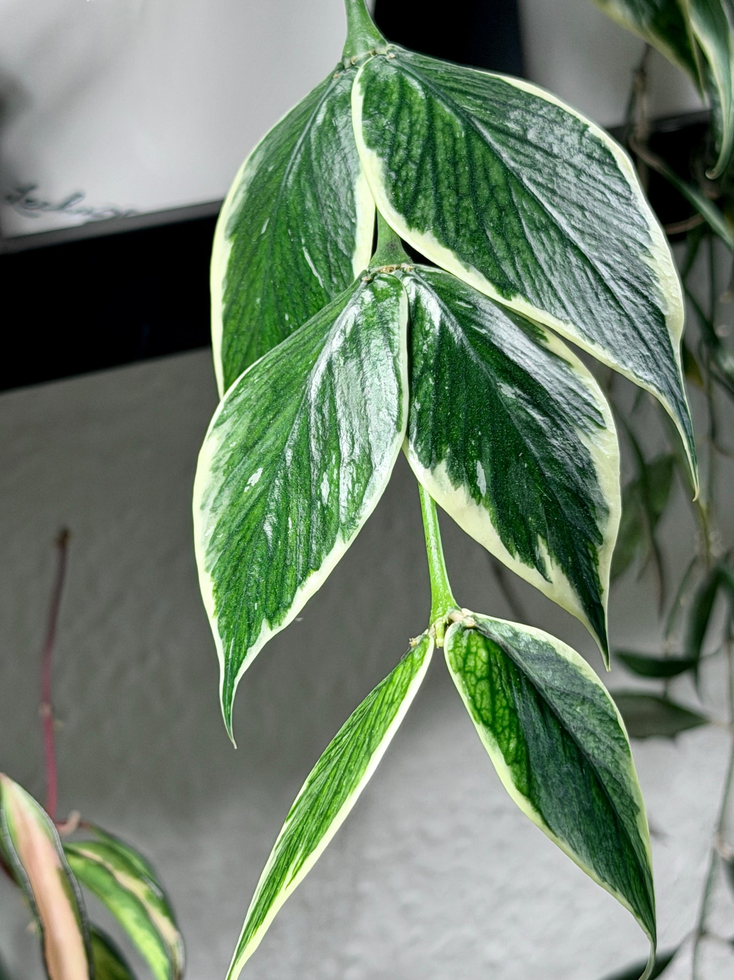 Hoya Polyneura Albomarginata aka 'Outer Variegata' | Cutting, unrooted, 1-2 leaves