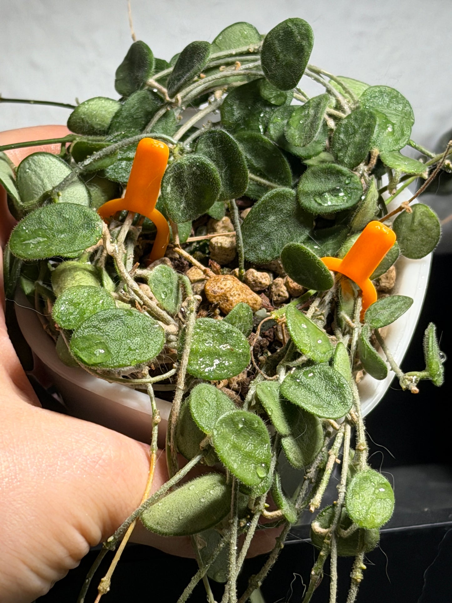 Hoya 'Serpens' | Unrooted cutting 2-4 leaves