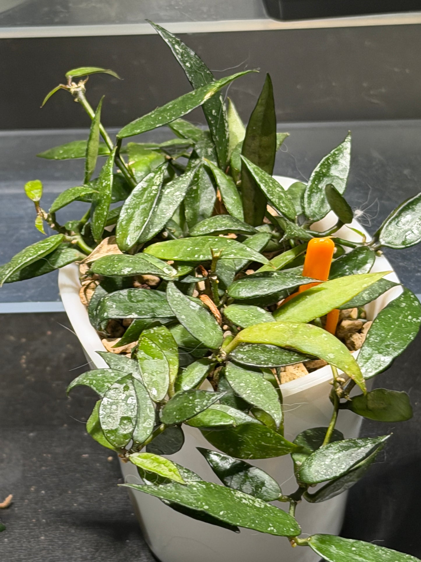 Hoya Lacunosa 'Langkawi Island' | Cutting, unrooted, 1-2 leaves