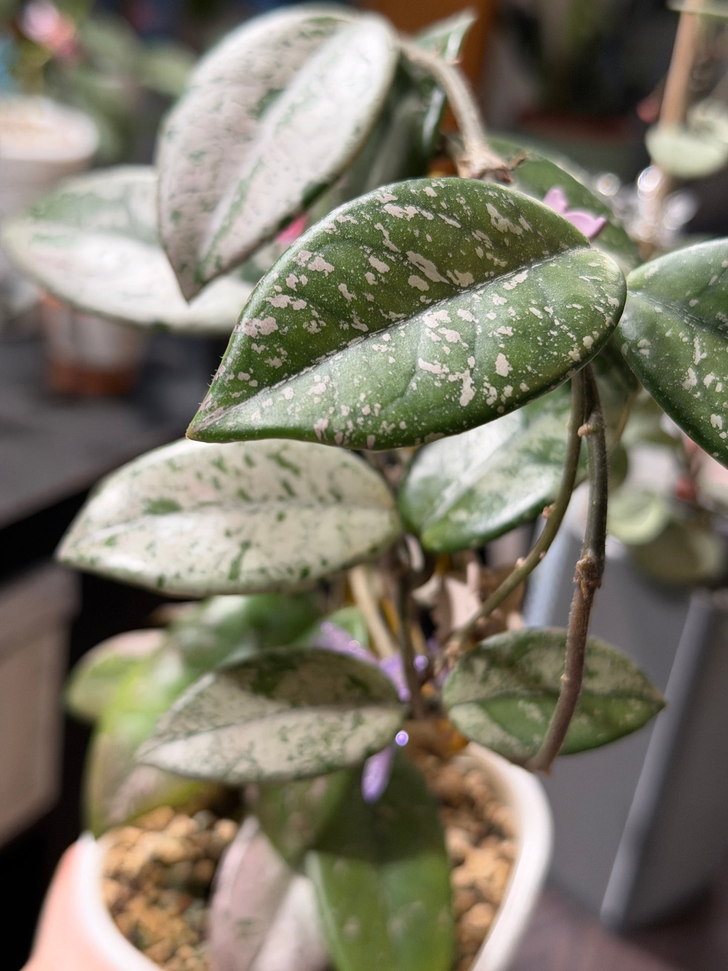 Hoya Carnosa 'Wilbur Graves' – cutting, unrooted, 1-2 leaves