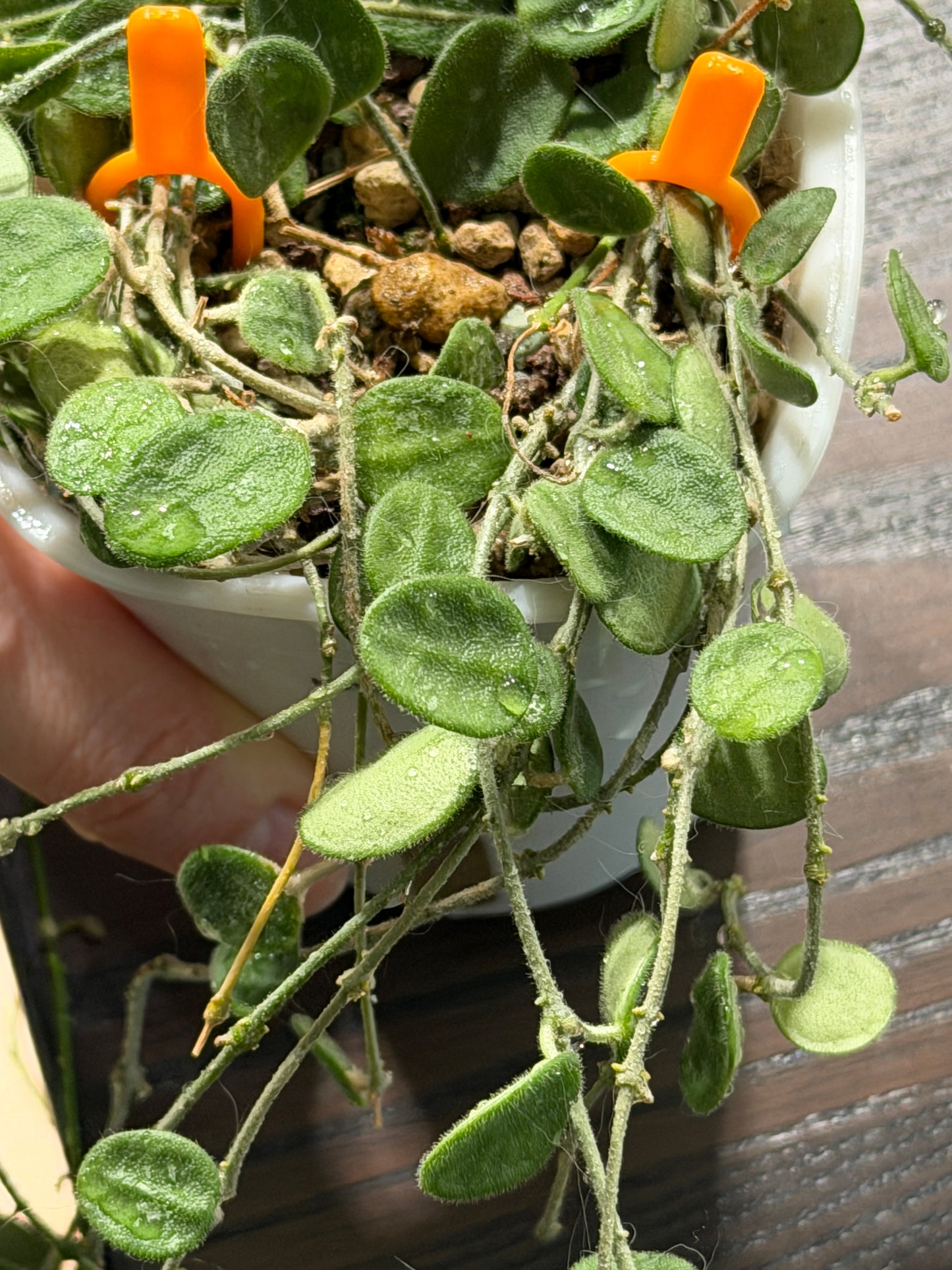 Hoya 'Serpens' | Unrooted cutting 2-4 leaves