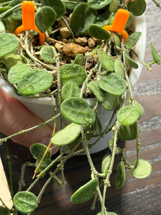 Hoya 'Serpens' | Unrooted cutting 2-4 leaves
