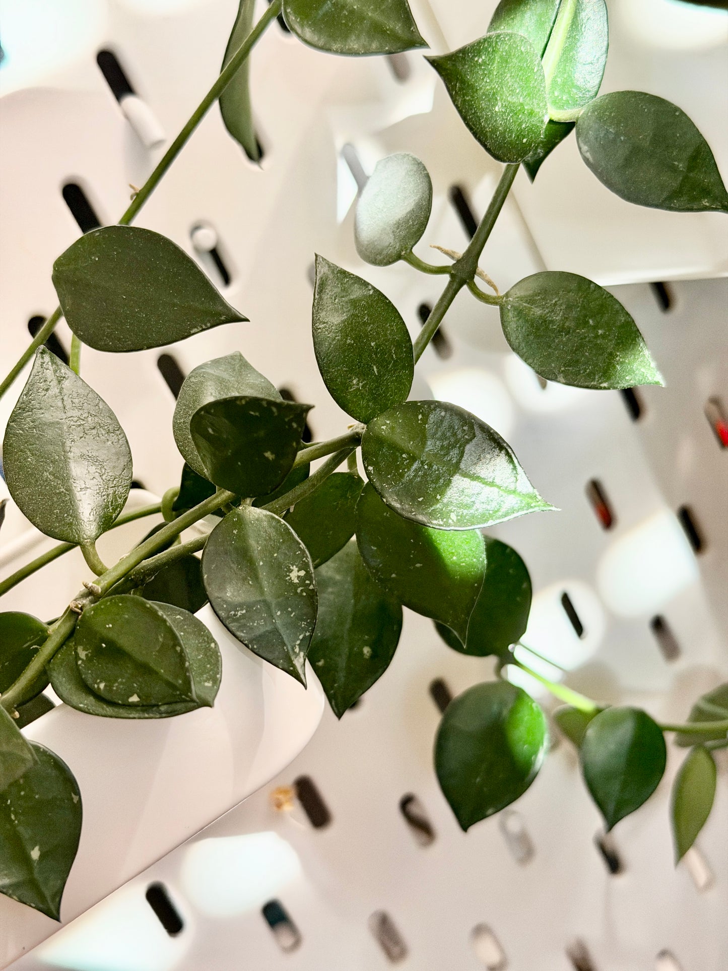 Hoya 'Krohniana' – cutting, unrooted, 2-4 leaves