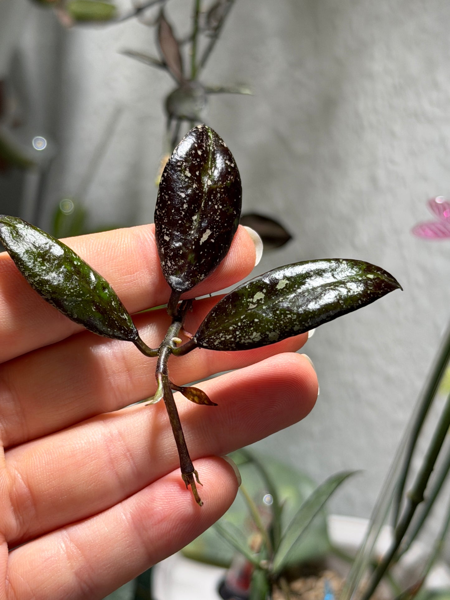 Hoya Lacunosa 'Royal Flush' – cutting, unrooted, 1-2 leaves, plant, wax plant, dark green beauty