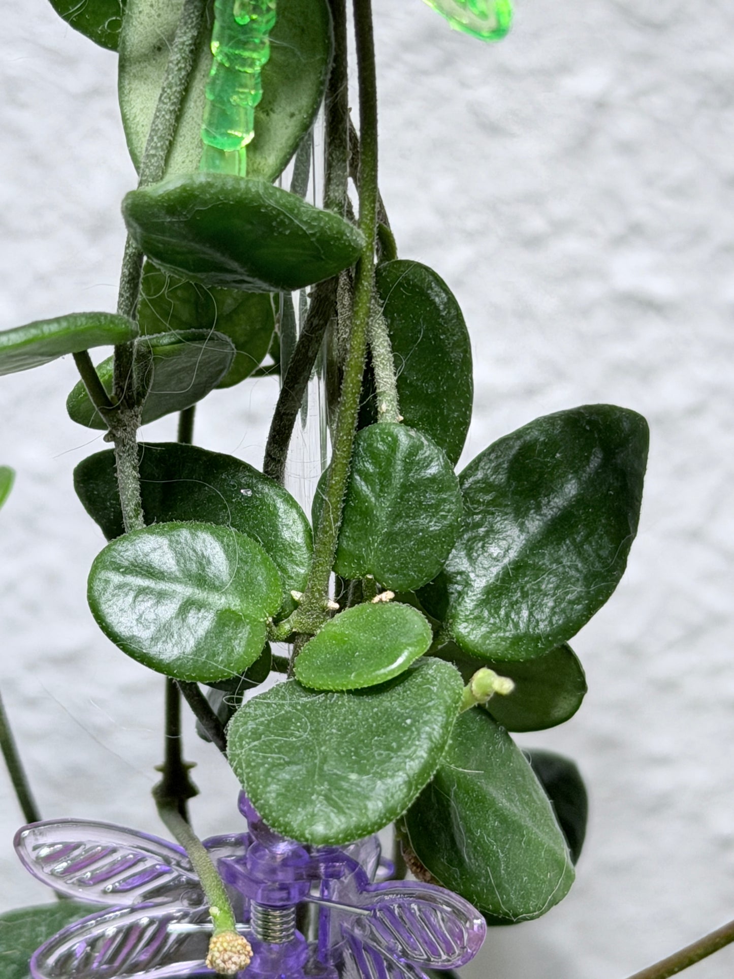 Hoya Tengchongensis – cutting, unrooted, 1-2 leaves