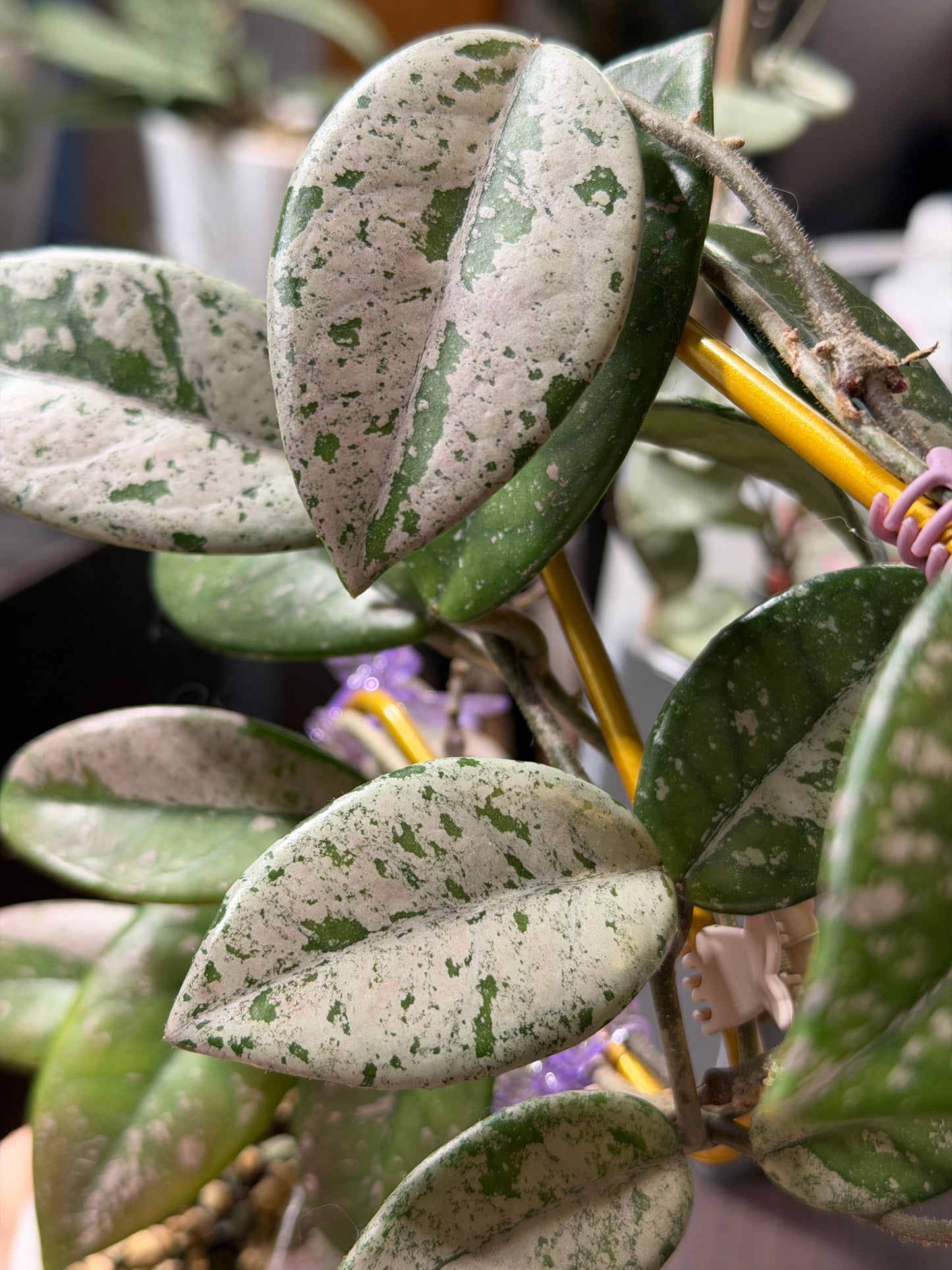 Hoya Carnosa 'Wilbur Graves' – cutting, unrooted, 1-2 leaves