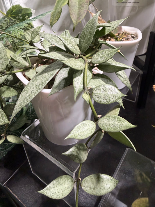 Hoya Lacunosa 'Louisa's Silver' – cutting, unrooted, 1-2 leaves, silvery leaf shine