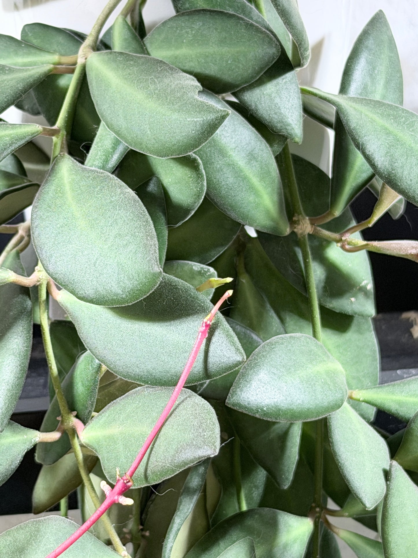 Hoya 'Burtoniae' – cutting, unrooted, 2-4 leaves