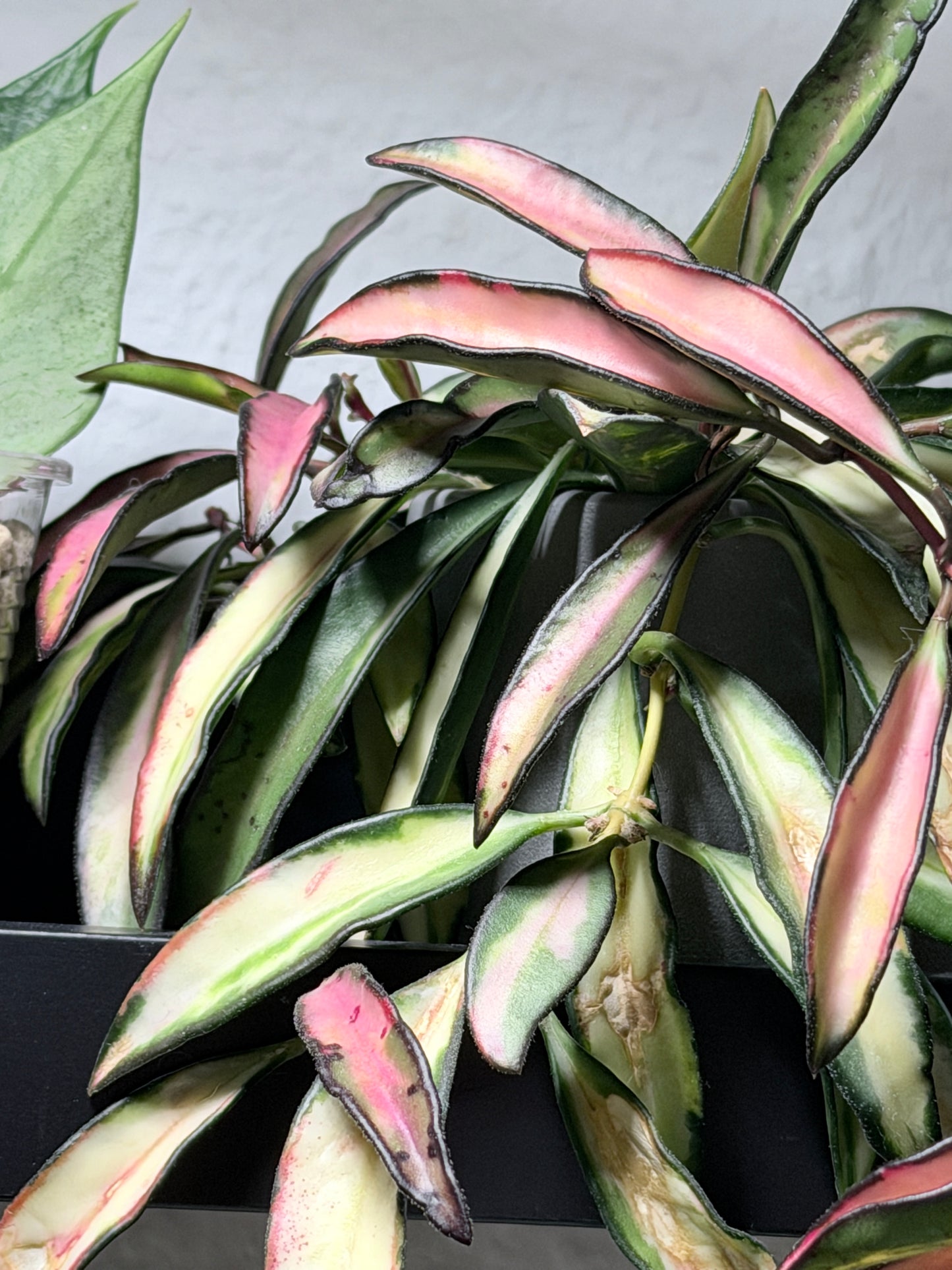Hoya Wayettii 'Tricolor' Variegata – cutting, unrooted, 1-2 leaves