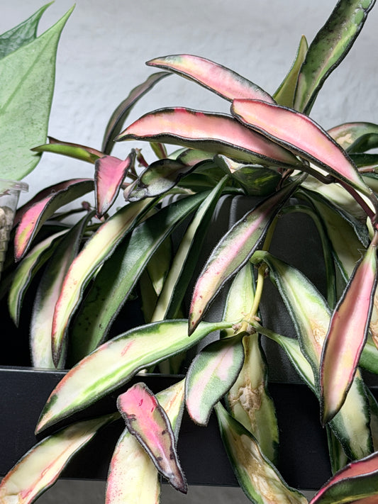 Hoya Wayettii 'Tricolor' Variegata – cutting, unrooted, 1-2 leaves