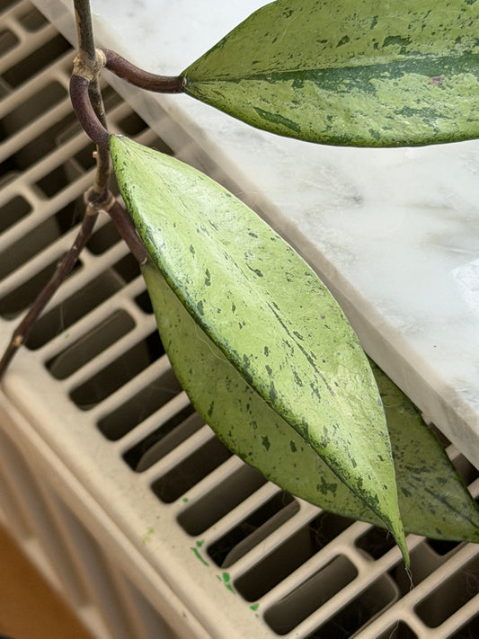 Hoya Snow Cui Silver – Steckling, unbewurzelt, 1-2 Blätter