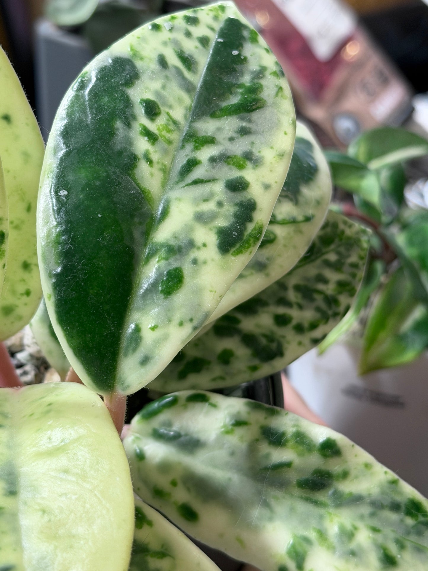 Hoya Carnosa Madara 'Snow Angel' | Rare cutting, unrooted, 1-2 leaves