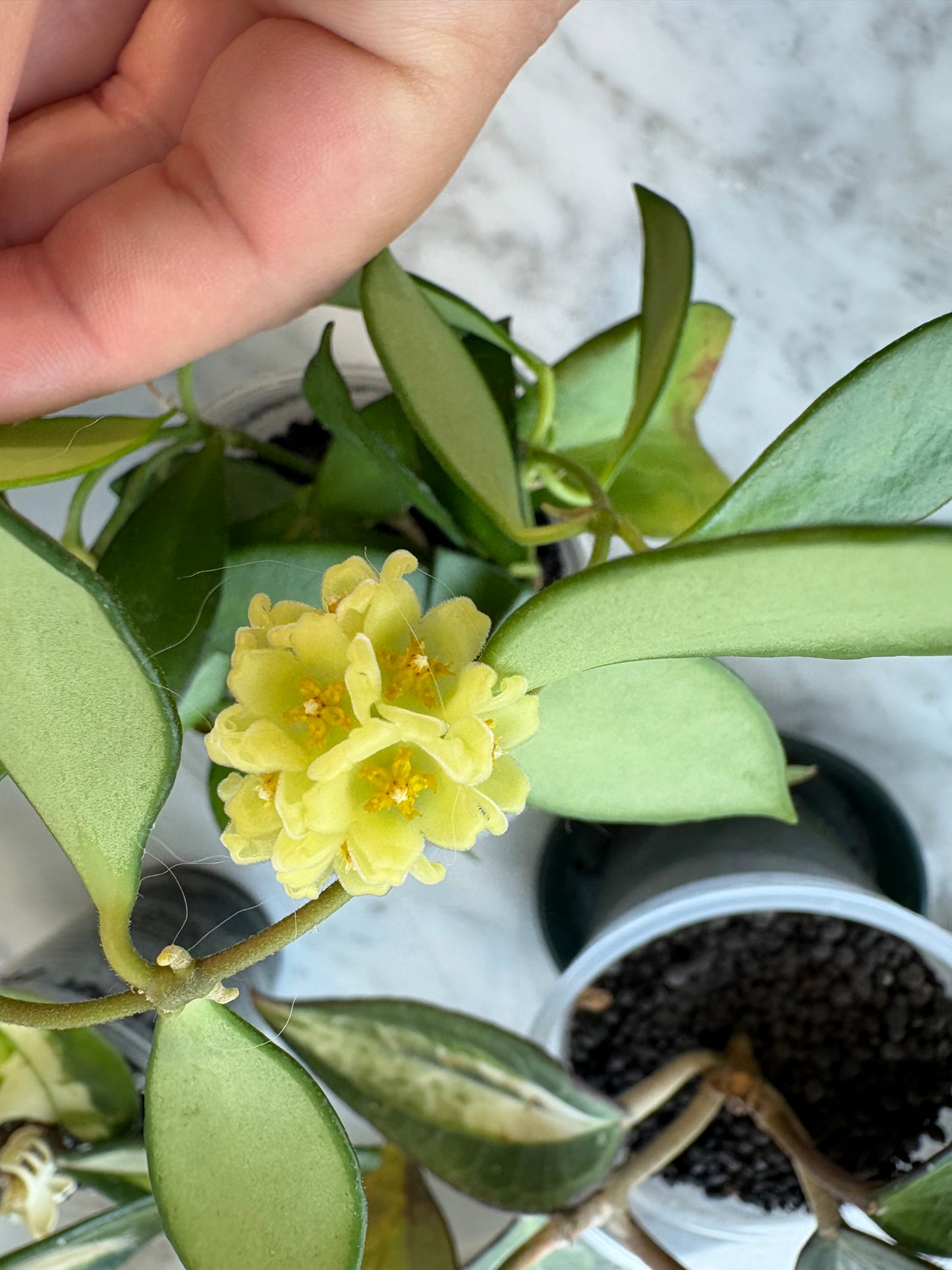 Hoya Davidcummingii Yellow Flowers – Cutting, unrooted, 1-2 leaves
