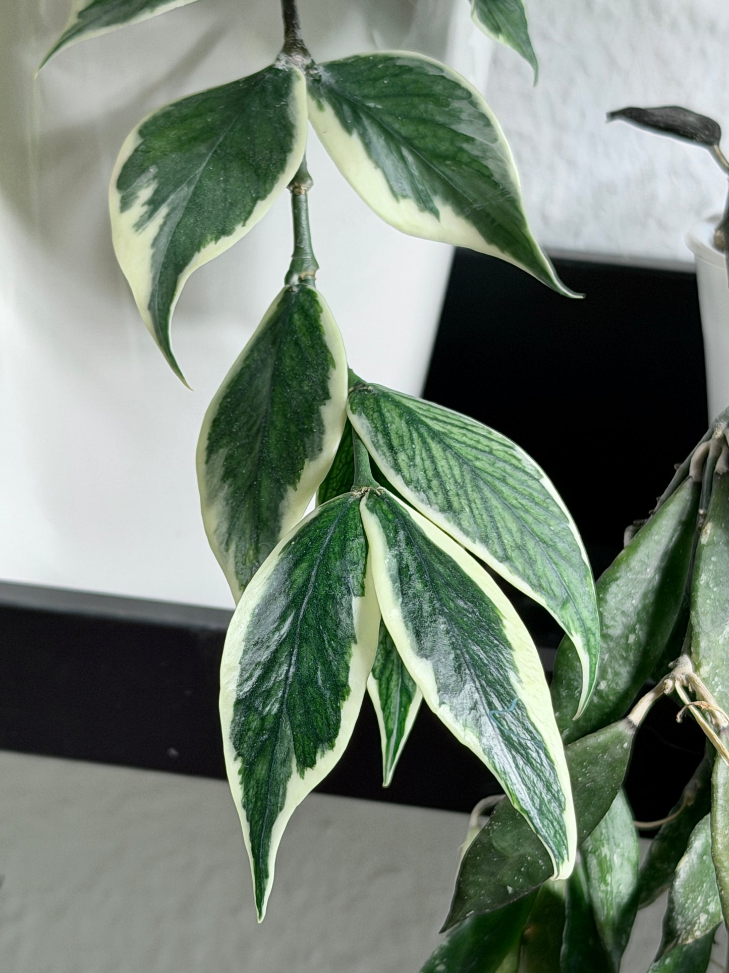 Hoya Polyneura Albomarginata aka 'Outer Variegata' | Cutting, unrooted, 1-2 leaves