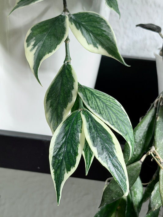 Hoya Polyneura Albomarginata aka 'Outer Variegata' | Cutting, unrooted, 1-2 leaves