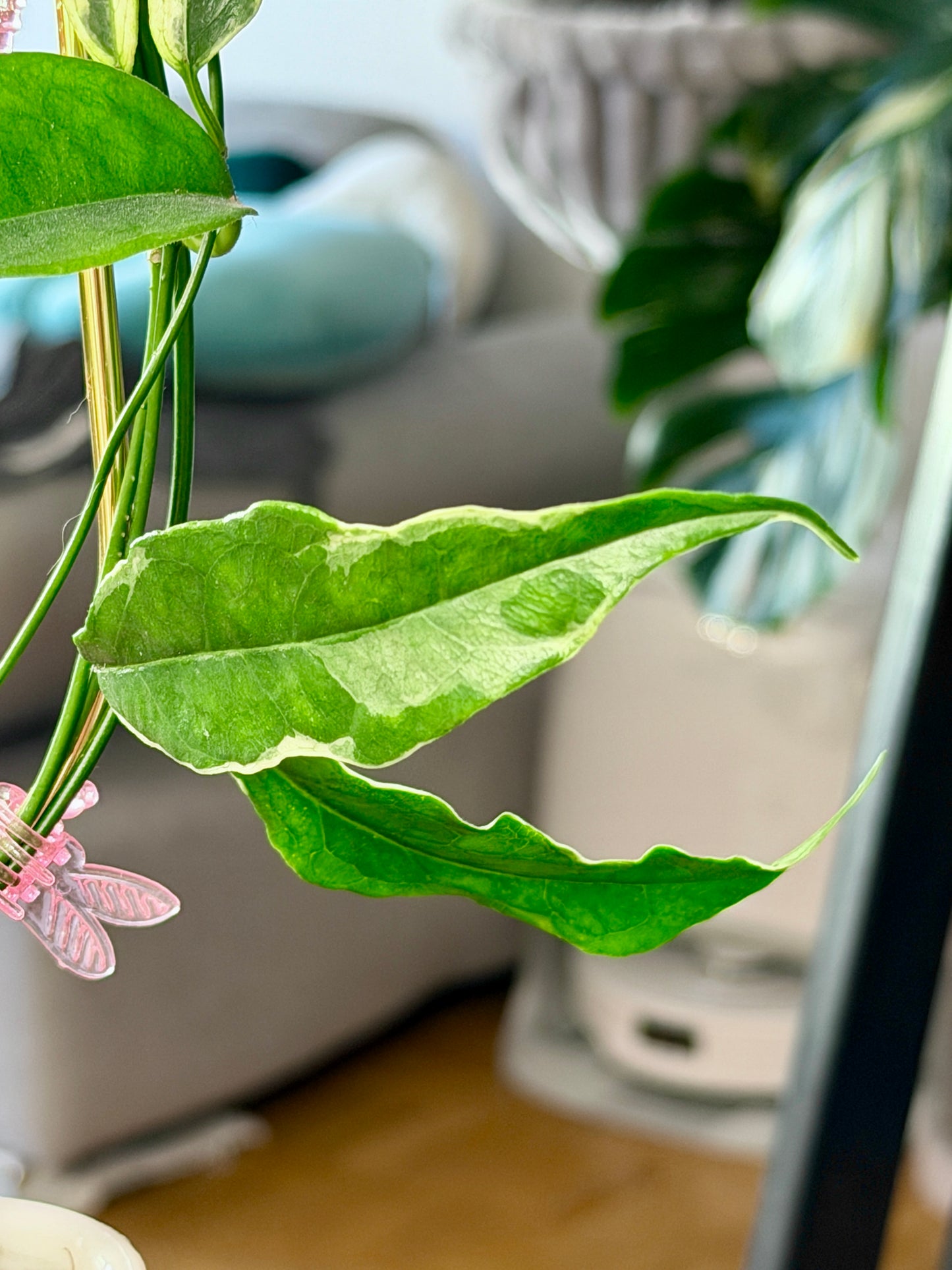Hoya buotii albomarginata | cutting, unrooted, 1-2 leaves