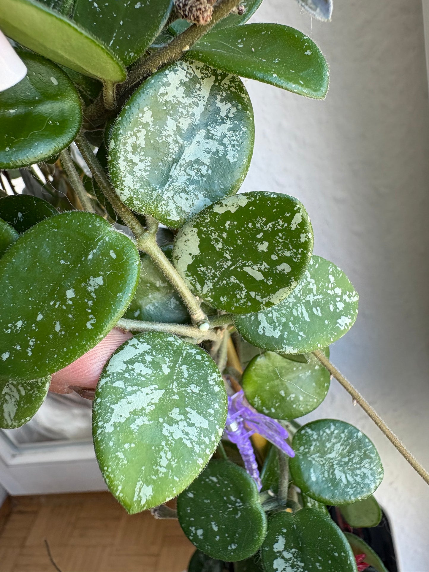 Hoya Mathilde cutting - unrooted, 4-6 leaves