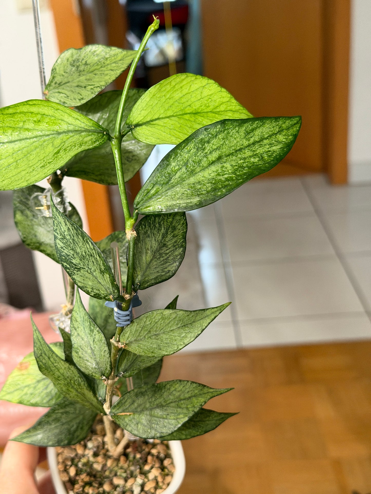 Hoya Polyneura 'Variegated' | Cutting 1-2 Leaves