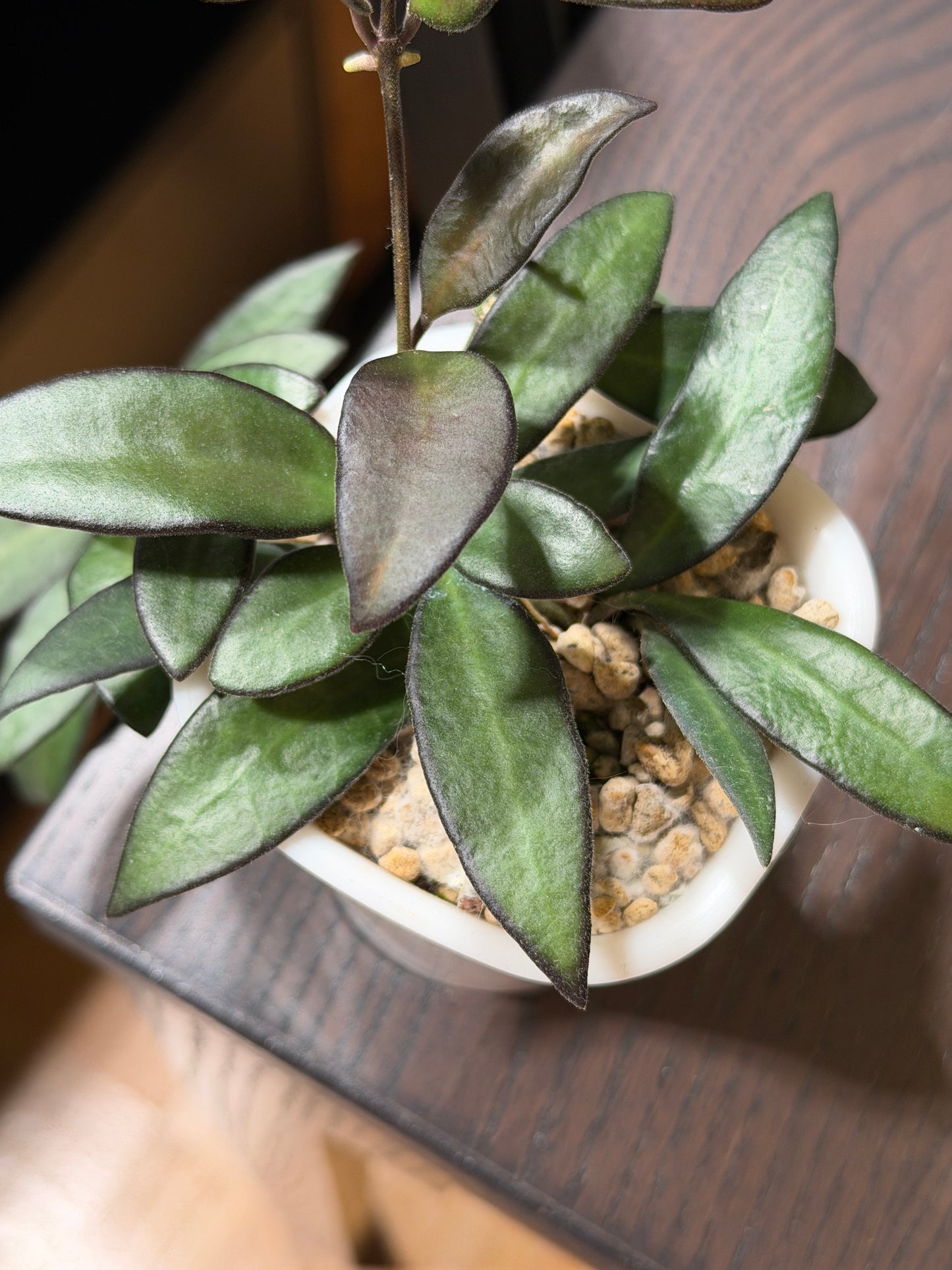 Hoya 'Rosita' – cutting, unrooted, 1-2 leaves