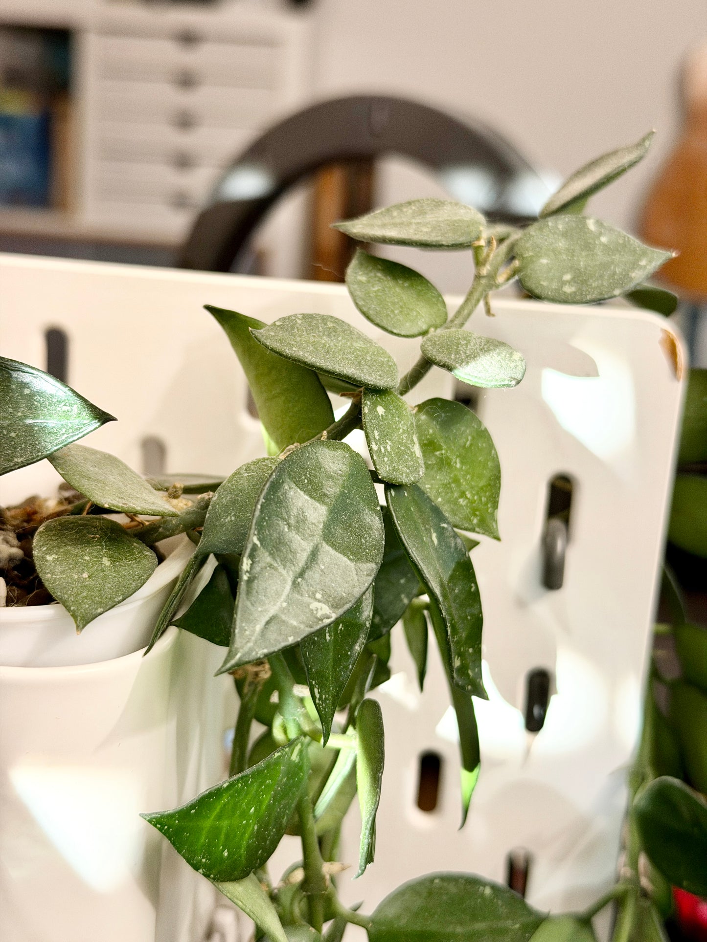 Hoya 'Krohniana' – cutting, unrooted, 2-4 leaves