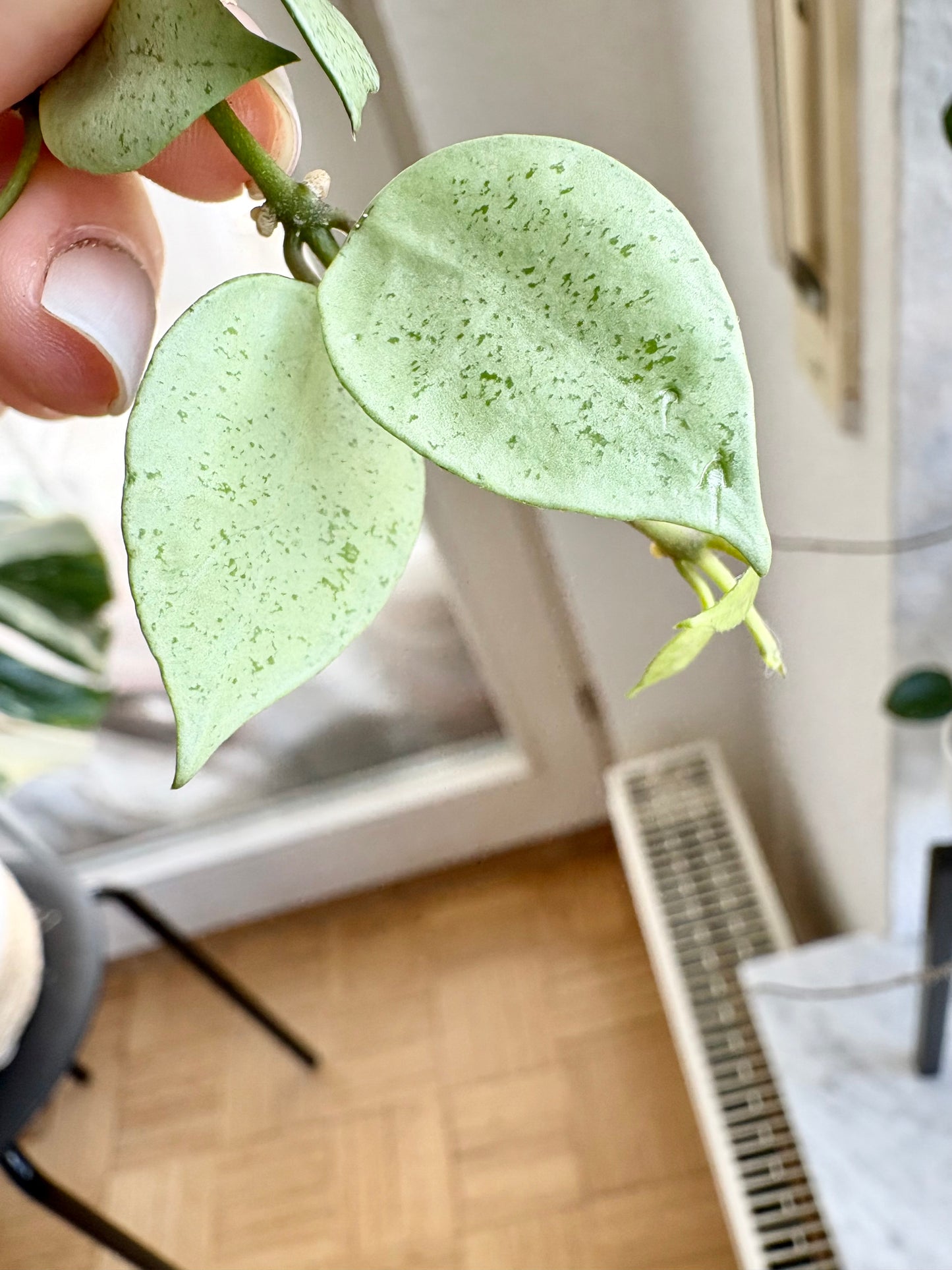 Hoya Lacunosa 'Mint Coin' – Cutting, unrooted, 1-2 leaves, silvery-shimmering