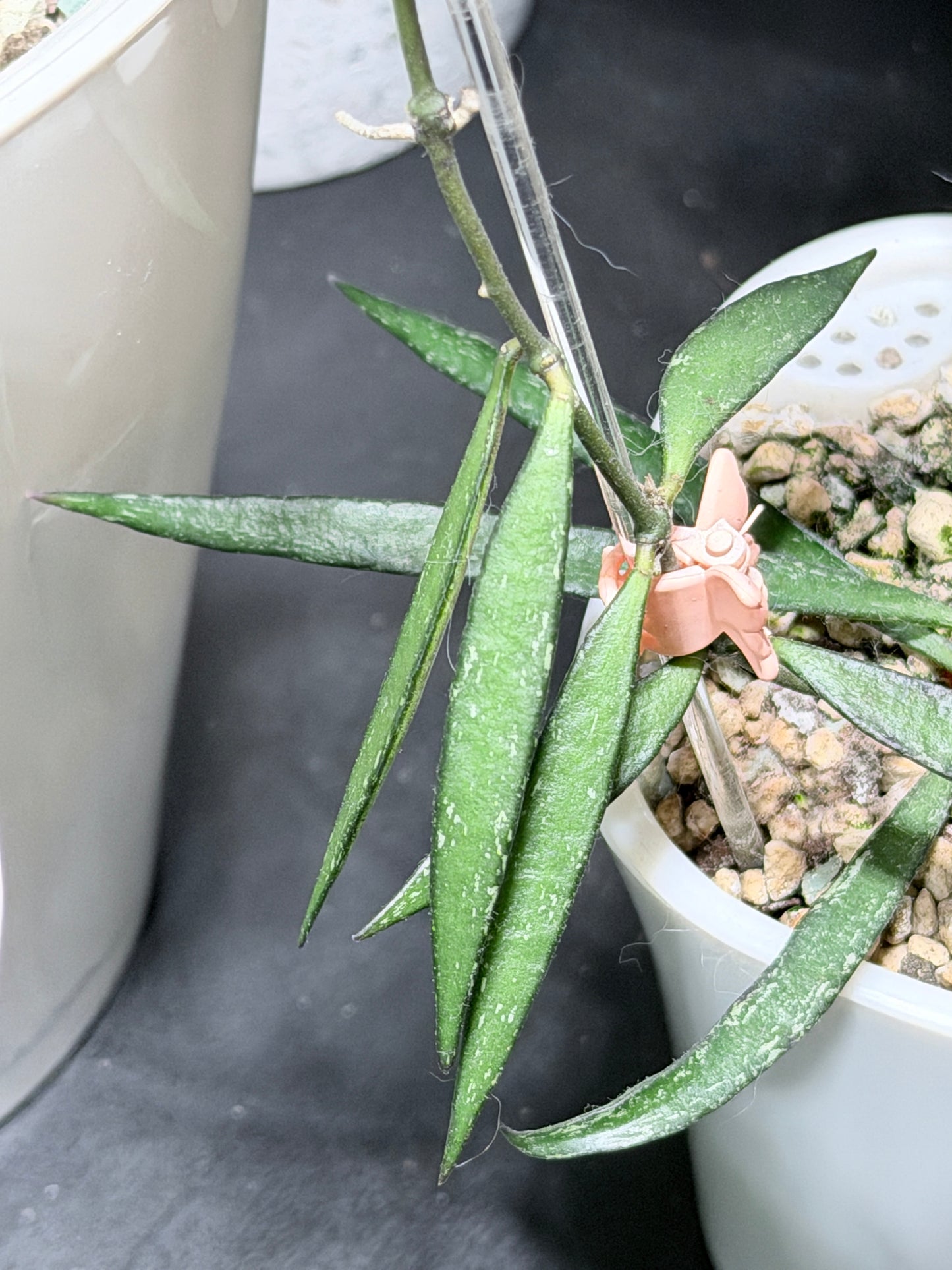 Hoya NO ID sp. 'Sumatra' – cutting, unrooted, 1-2 leaves