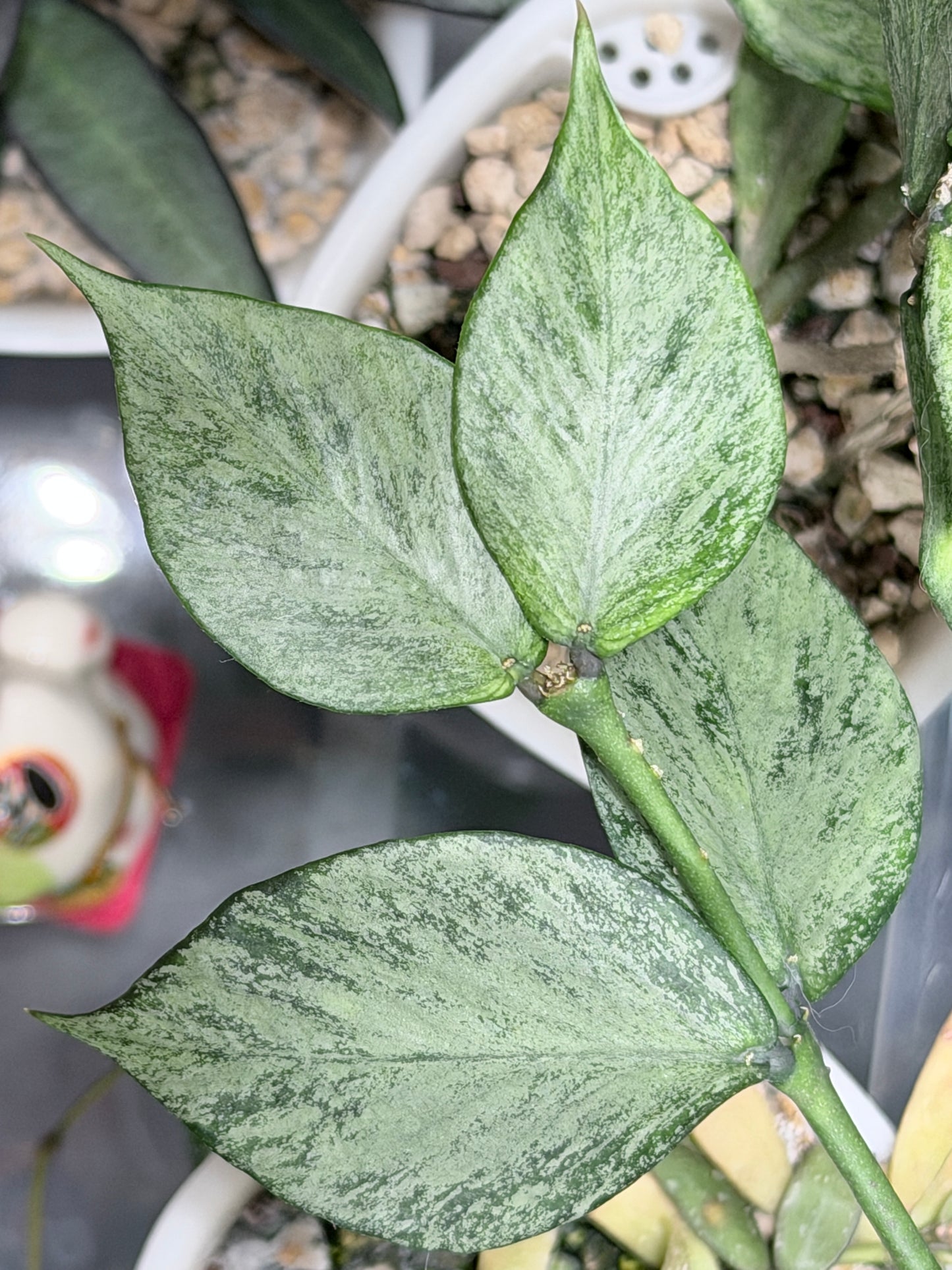 Hoya Polyneura 'Full Silver' | – Cutting, unrooted, 1-2 leaves