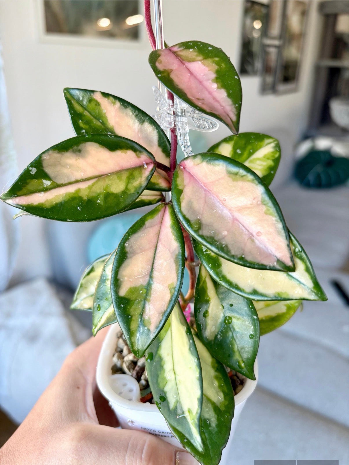 Hoya Carnosa Variegata ‚Krimson Princess‘ – Steckling, unbewurzelt, 1-2 Blätter
