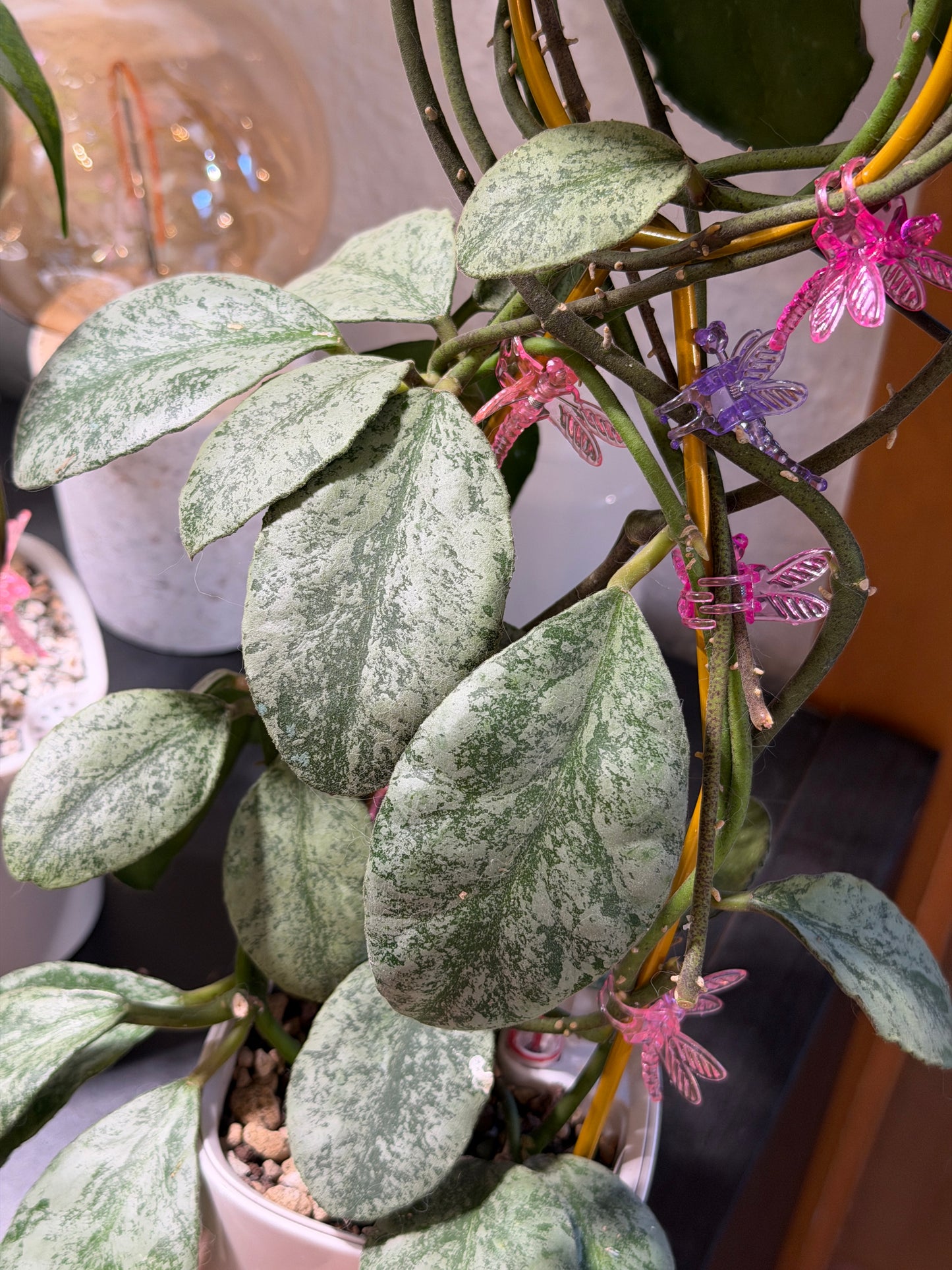 Hoya Waymaniae 'Cloudy Sky' – cutting, unrooted, 1-2 leaves