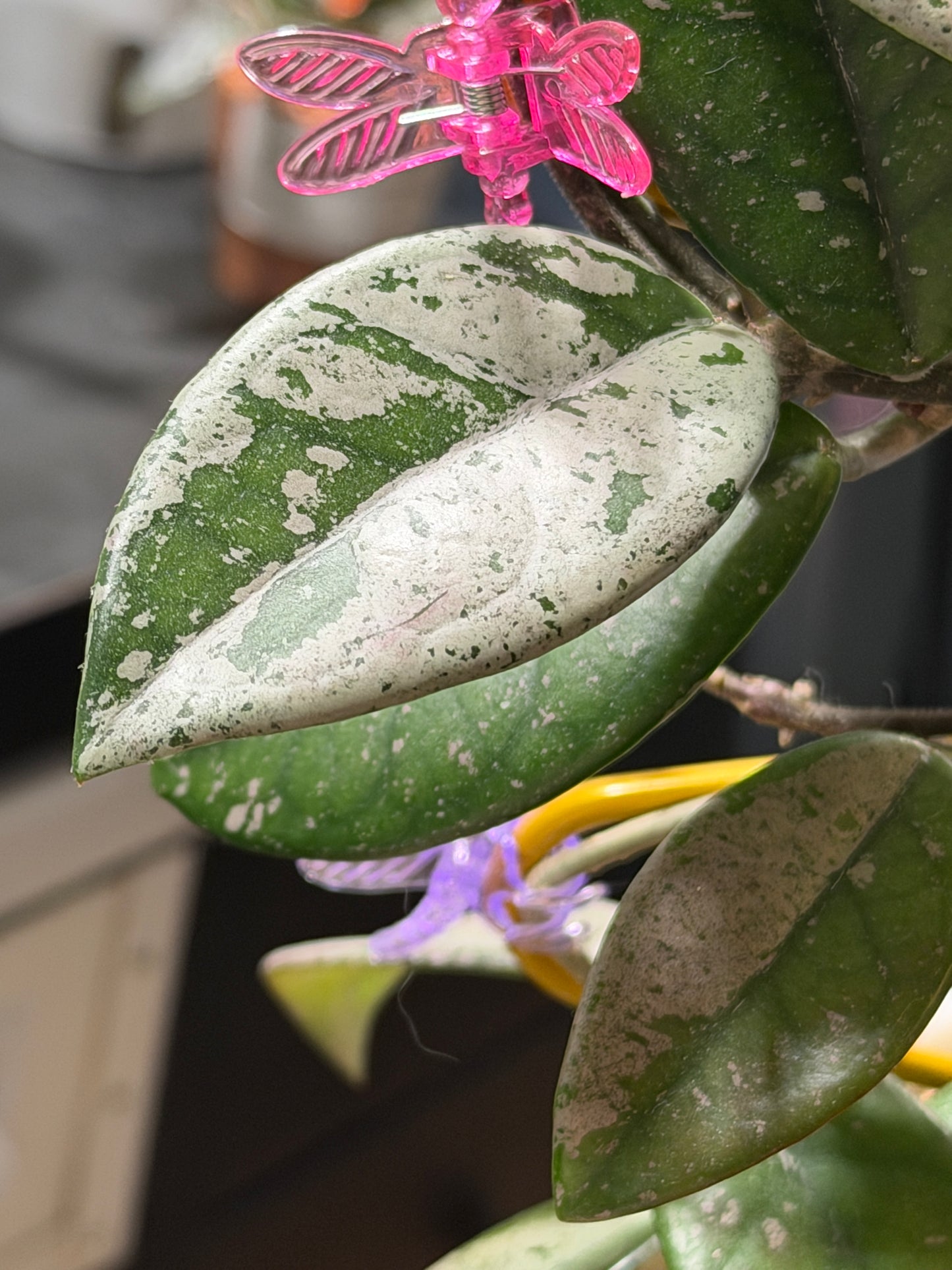 Hoya Carnosa 'Wilbur Graves' – cutting, unrooted, 1-2 leaves