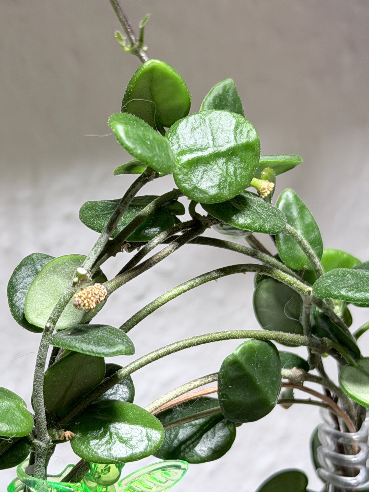 Hoya Tengchongensis – cutting, unrooted, 1-2 leaves