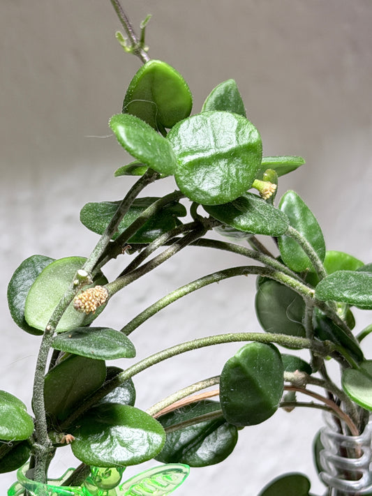 Hoya Tengchongensis – cutting, unrooted, 1-2 leaves