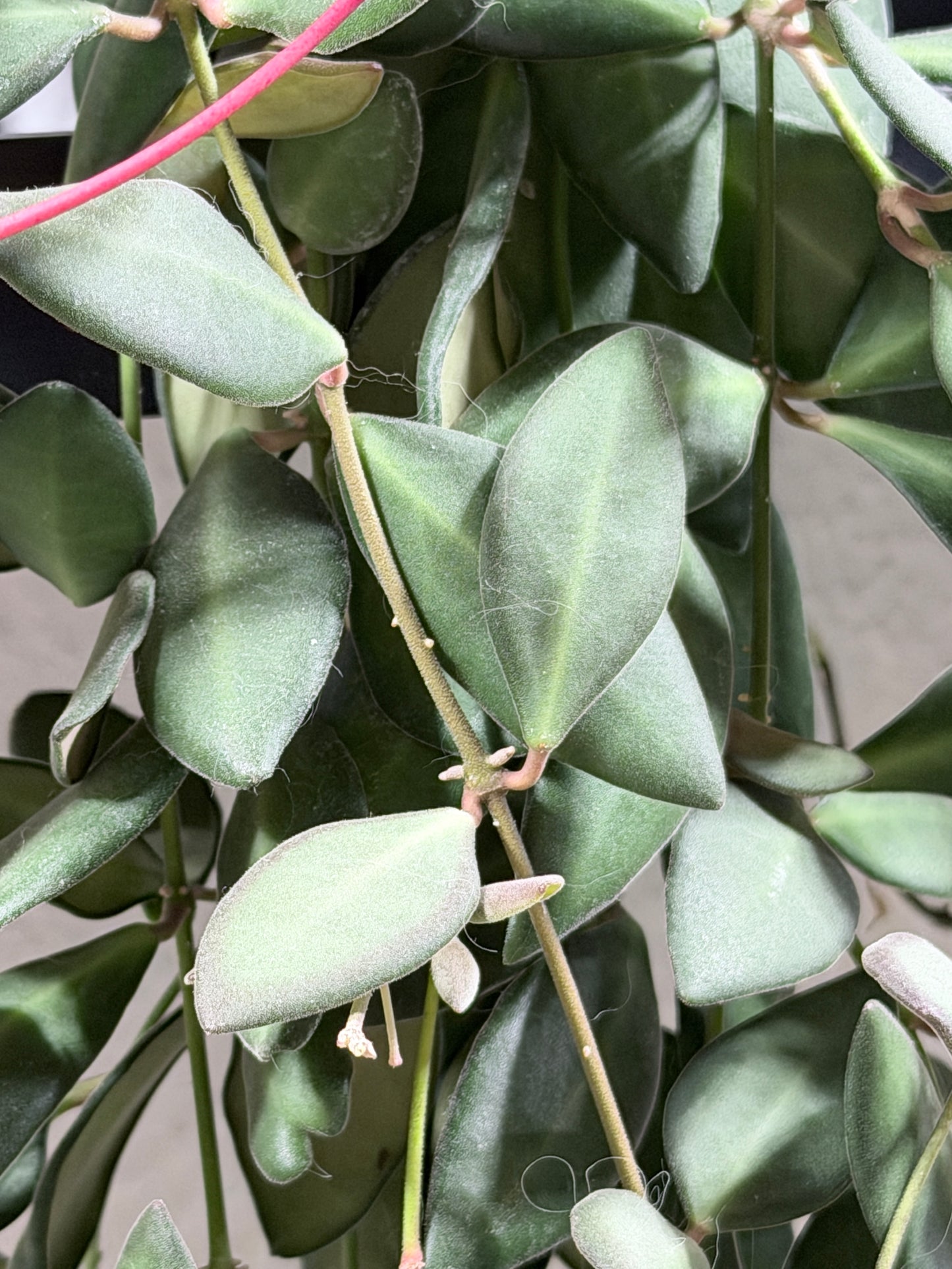 Hoya 'Burtoniae' – cutting, unrooted, 2-4 leaves