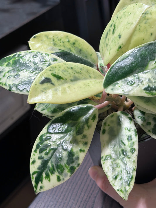 Hoya Carnosa Madara 'Snow Angel' | Rare cutting, unrooted, 1-2 leaves