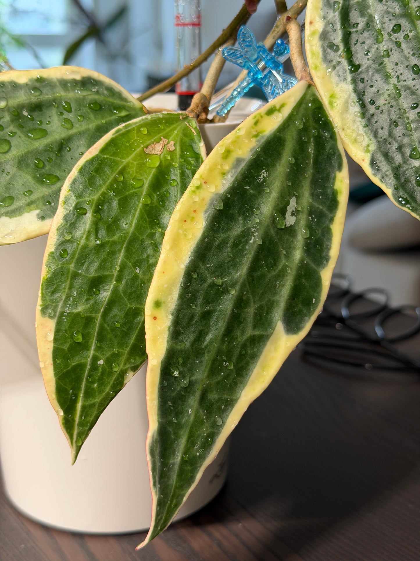 Hoya Latifolia Albomarginata– Steckling, unbewurzelt, 1-2 Blätter