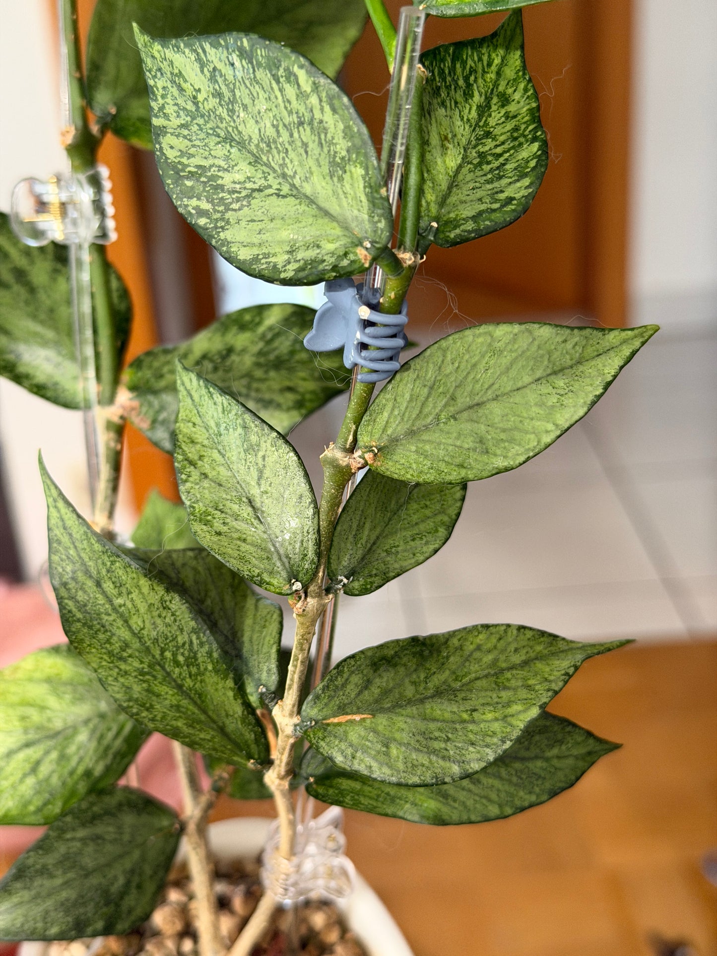 Hoya Polyneura 'Variegated' | Cutting 1-2 Leaves