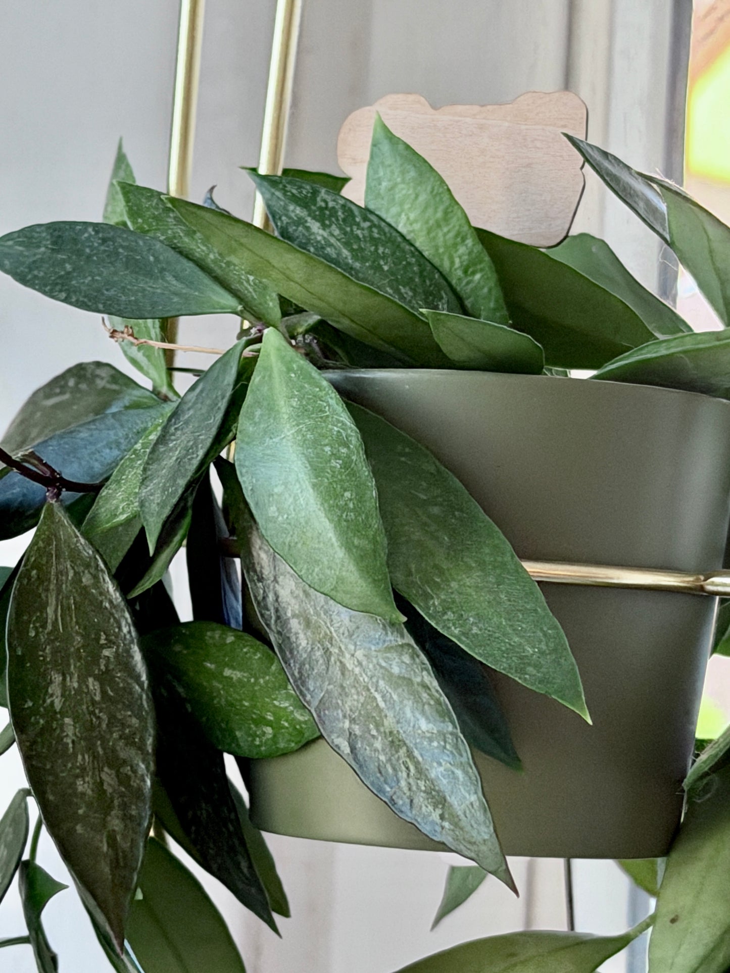Hoya 'Memoria' aka Gracilis – Cutting, unrooted, 2-4 leaves