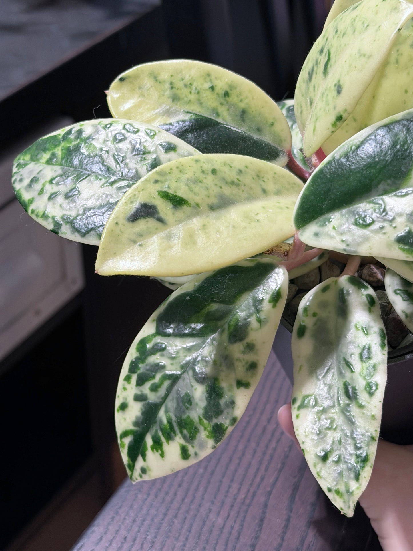 Hoya Carnosa Madara 'Snow Angel' | Rare cutting, unrooted, 1-2 leaves